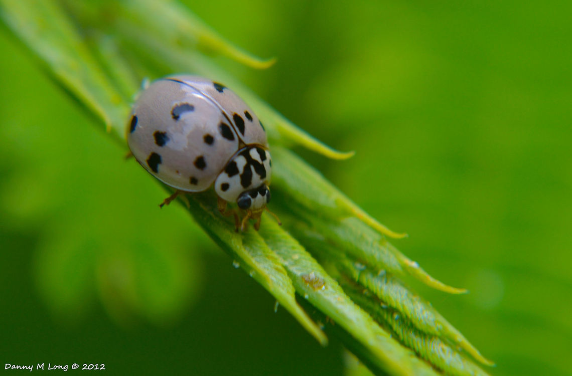 Ashy Grey Lady Beetle  Alabama,Ashy Grey Lady Beetle,Coccinellidae,Coleoptera,Olla v-nigrum,beautiful,colorful,colors,fauna,insect,insects,macro,nature