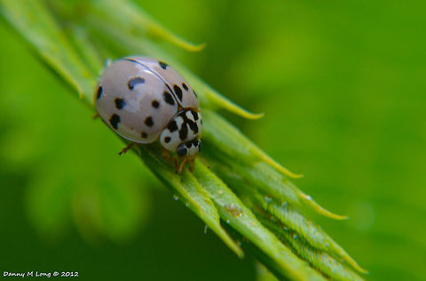 Ashy Grey Ladybird