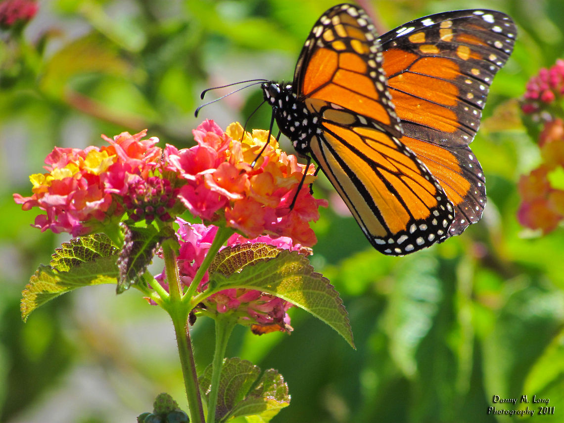 Monarch butterfly                                 Alabama,Danaus plexippus,Geotagged,Monarch,United States,beautiful,colorful,colors,fauna,insect,insects,macro,nature
