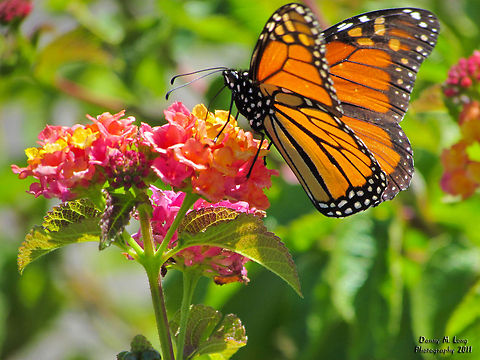 Monarch butterfly                                 Alabama,Danaus plexippus,Geotagged,Monarch,United States,beautiful,colorful,colors,fauna,insect,insects,macro,nature