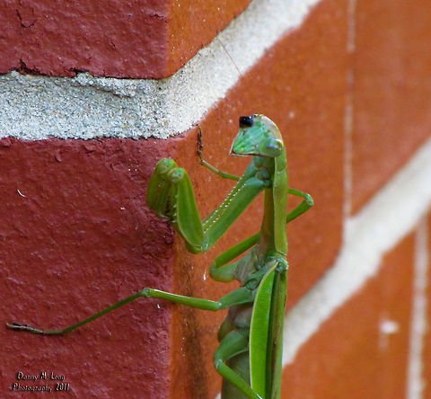One eyed Mantis                                 African mantis,Alabama,Sphodromantis viridis,beautiful,colorful,colors,fauna,insect,insects,macro,nature