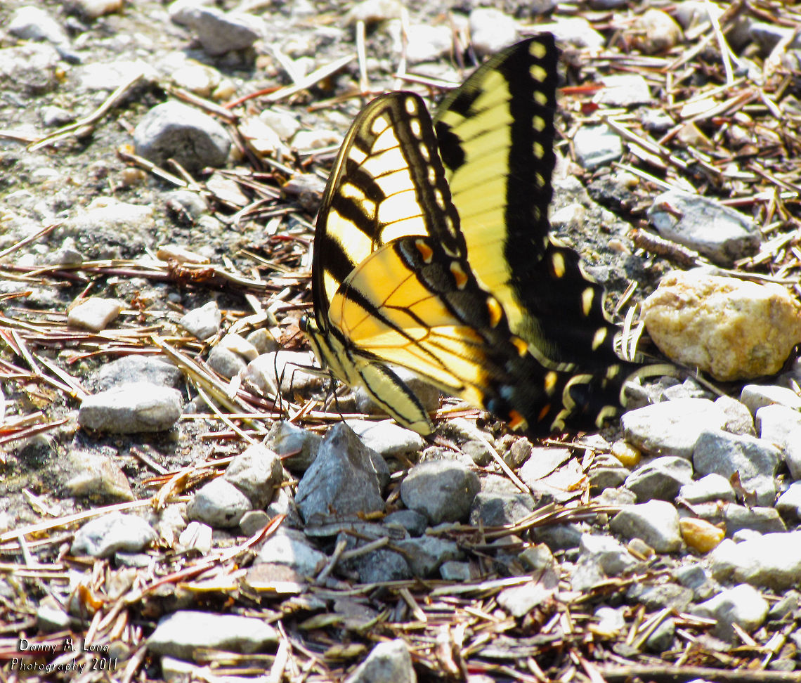 Big yellow butterfly - Papilio canadensis                                 Alabama,Canadian Tiger Swallowtail,Geotagged,Papilio canadensis,United States,beautiful,colorful,colors,fauna,insect,insects,macro,nature