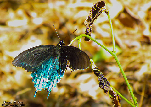 Blue Swallowtail-Battus philenor  Alabama,Battus philenor,Pipevine Swallowtail,beautiful,colorful,colors,fauna,insect,insects,macro,nature