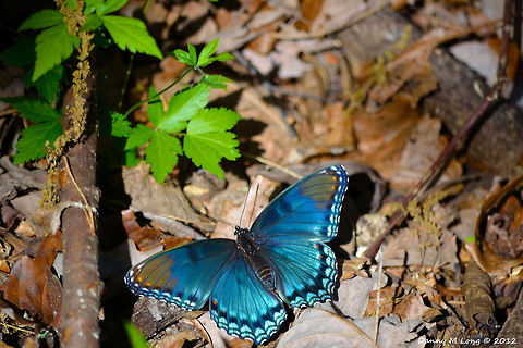 Black and Blue Butterfly (Limenitis arthemis)  Alabama,Limenitis arthemis,White Admiral or Red-spotted Purple,beautiful,colorful,colors,fauna,insect,insects,macro,nature