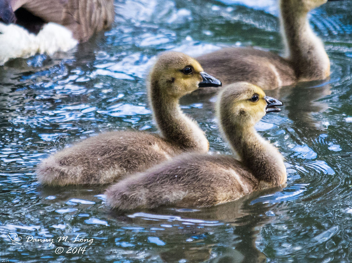 Goslings This was taken today Ferdy with new gear. I love it, it was overcast, but at f/2.8 not a problem.  Alabama,Branta canadensis,Canada Goose,Geotagged,United States,bird,birds,colorful,fauna,geese,goose,gosling,goslings,nature,water,wildlife