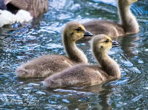 Goslings This was taken today Ferdy with new gear. I love it, it was overcast, but at f/2.8 not a problem.  Alabama,Branta canadensis,Canada Goose,Geotagged,United States,bird,birds,colorful,fauna,geese,goose,gosling,goslings,nature,water,wildlife