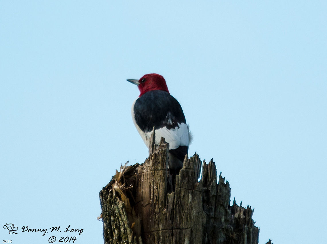 Red Headed Woodpecker  Alabama,Geotagged,Melanerpes erythrocephalus,Red-headed Woodpecker,United States,beautiful,bird,birds,color,colorful,fauna,nature,wildlife