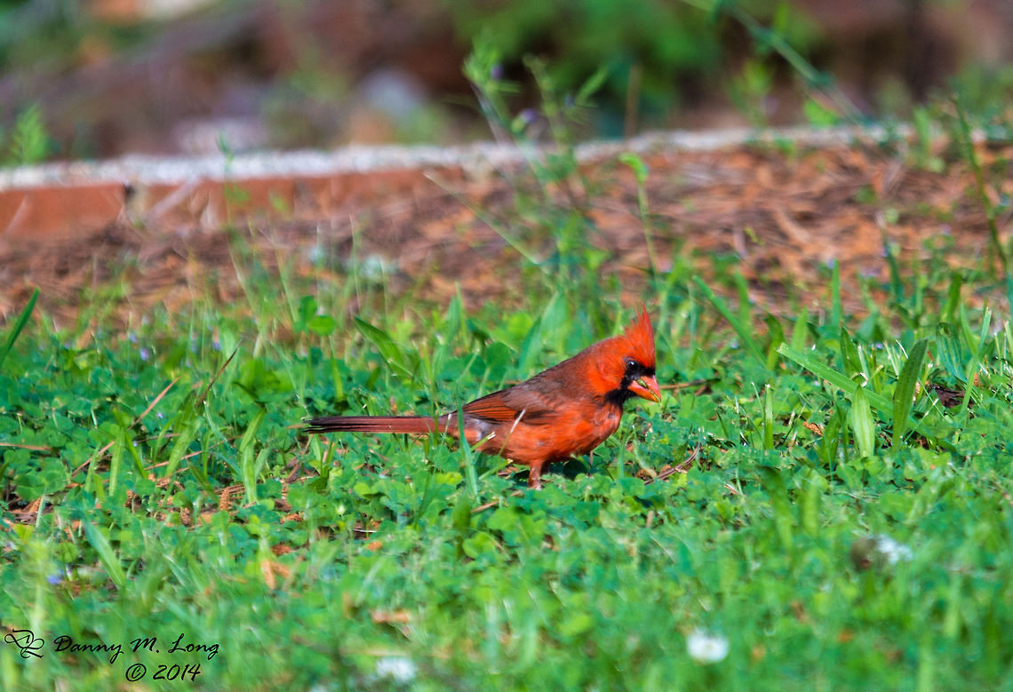 Northern Cardinal All three I posted today were taken with new gear. I love it! Alabama,Cardinalis cardinalis,Geotagged,Northern Cardinal,United States,bird,birds,colorful,colors,fauna,nature,red,wildlife