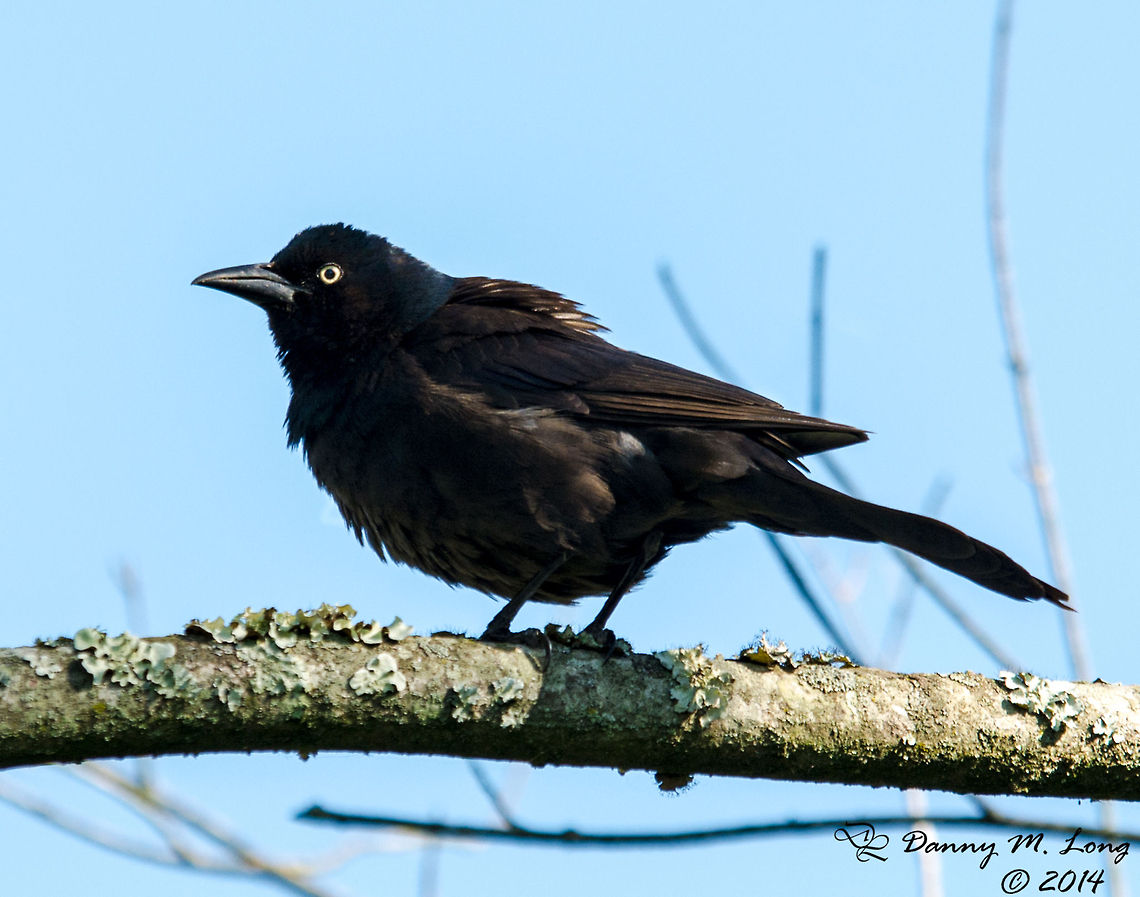 DSC_0605 Not sure about this one. Brewers blackbird,Euphagus cyanocephalus,Geotagged,United States