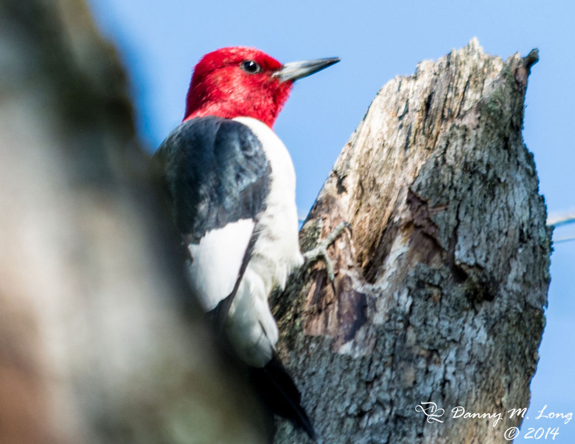 Red Headed Woodpecker  Alabama,Geotagged,Melanerpes erythrocephalus,Red-headed Woodpecker,United States,animal,animals,bird,birds,color,colorful,fauna,nature,wildlife