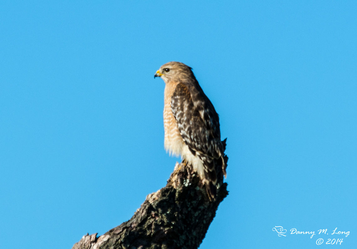 Red Shouldered Hawk  Alabama,Buteo lineatus,Geotagged,Red-shouldered Hawk,United States,bird,bird of prey,birds,color,colorful,fauna,hawk,nature,wildlife