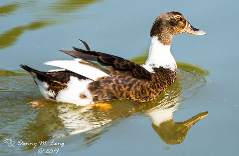 DSC_0714 Having trouble IDing this one. Put it in the Bird Identification group on Flickr and they were so kind as to tell me it was a Domestic Duck. Problem is that covers a huge amount of breeds. I'm posting a second photo to help. Anas platyrhynchos domesticus,Domesticated duck,Geotagged,United States