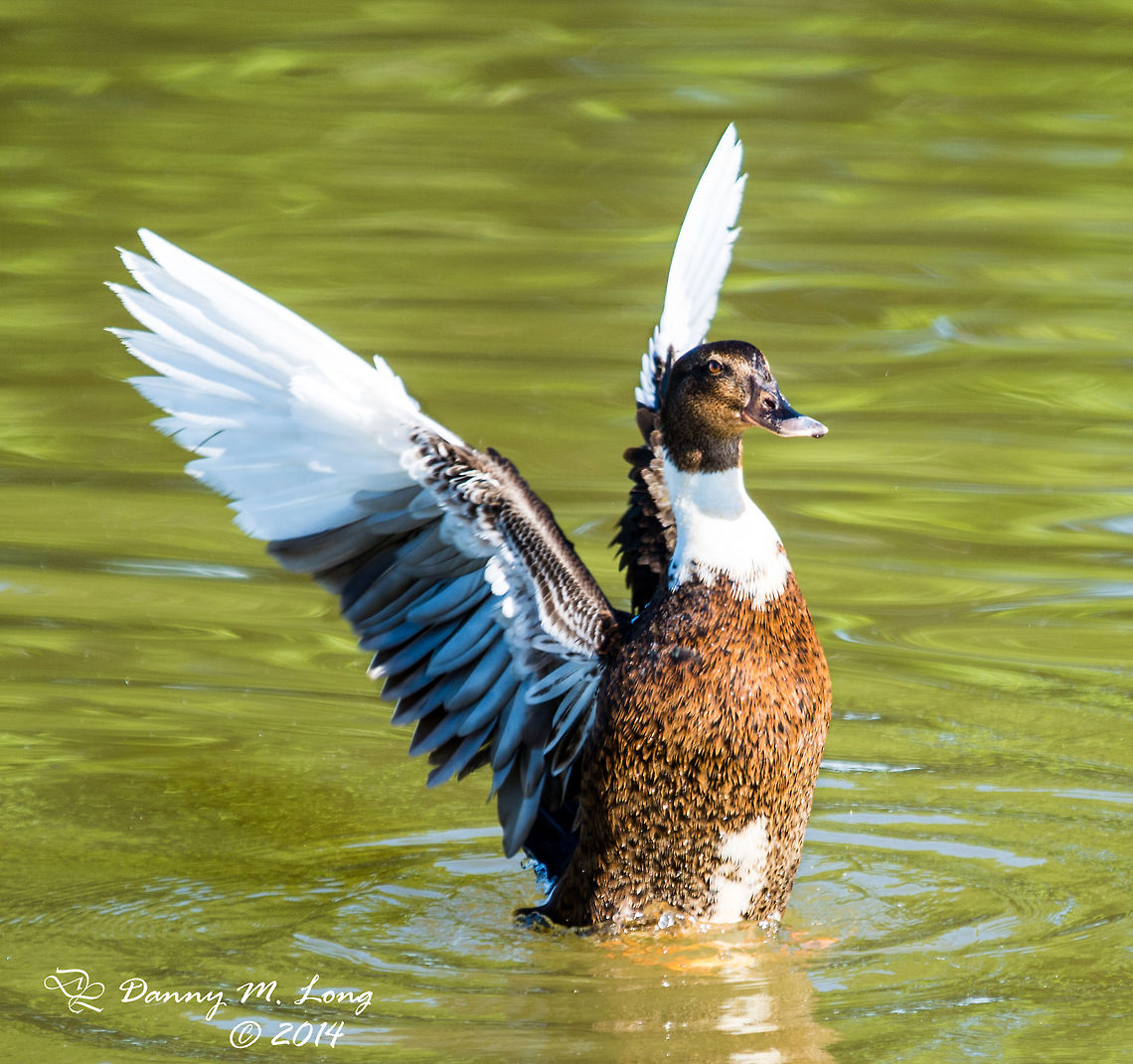 Domesticated duck, USA  Anas platyrhynchos domesticus,Domesticated duck,Geotagged,United States