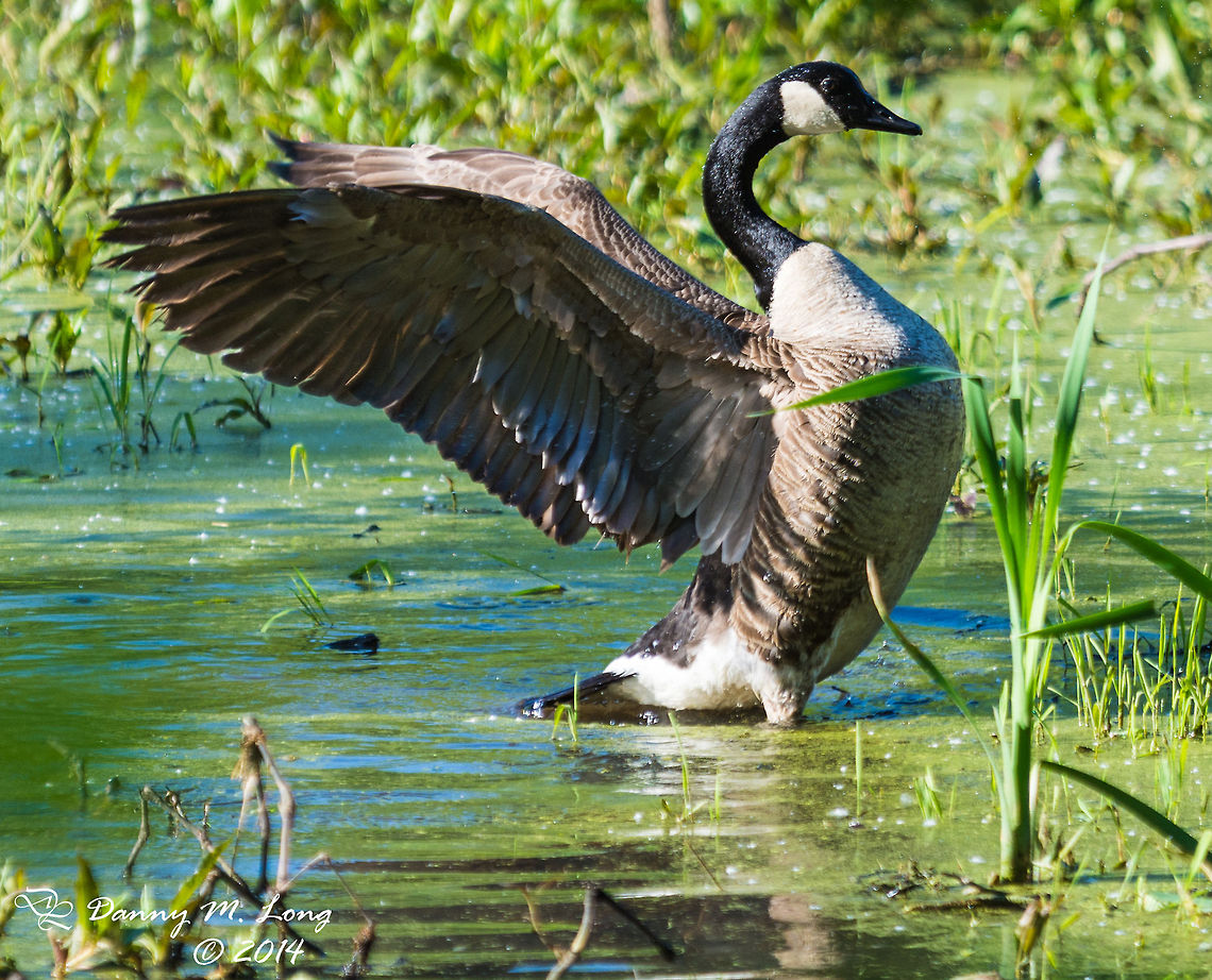 Canadian Goose It seems they have a weird ritual. I watched 3 get into it one chasing the other 2 away. After they were in their neutral corners all 3 immediately began dunking their heads underwater multiple times. then flapping their wings to dry out. It was strange and funny to watch. Branta canadensis,Canada Goose,Geotagged,United States