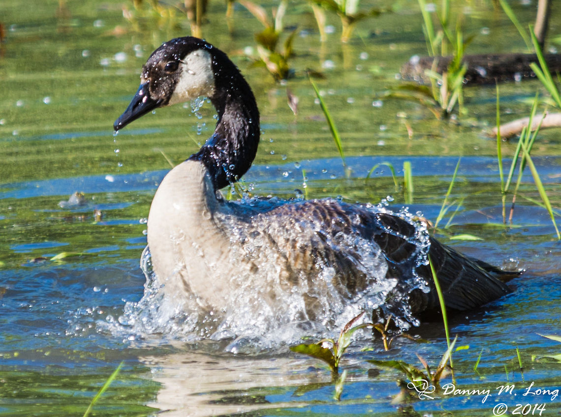 Canadian Goose It seems they have a weird ritual. I watched 3 get into it one chasing the other 2 away. After they were in their neutral corners all 3 immediately began dunking their heads underwater multiple times. then flapping their wings to dry out. It was strange and funny to watch.  Branta canadensis,Canada Goose,Geotagged,United States