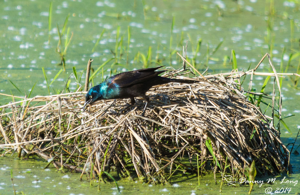 Common Grackle  Common Grackle,Geotagged,Quiscalus quiscula,United States,bird,birds,fauna,nature,wildlife