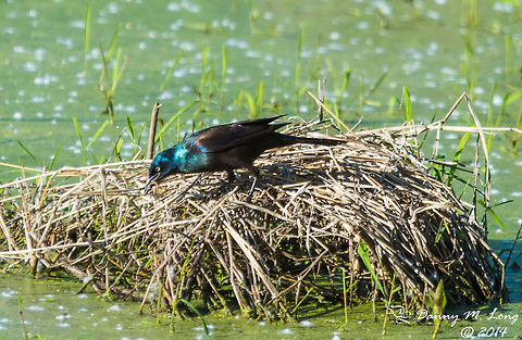 Common Grackle  Common Grackle,Geotagged,Quiscalus quiscula,United States,bird,birds,fauna,nature,wildlife