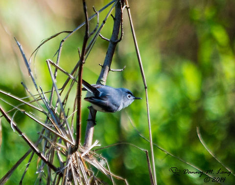Blue-gray Gnatcatcher  Alabama,Blue-gray Gnatcatcher,Geotagged,Polioptila caerulea,United States,bird,birds,color,colorful,fauna,nature,wildlife