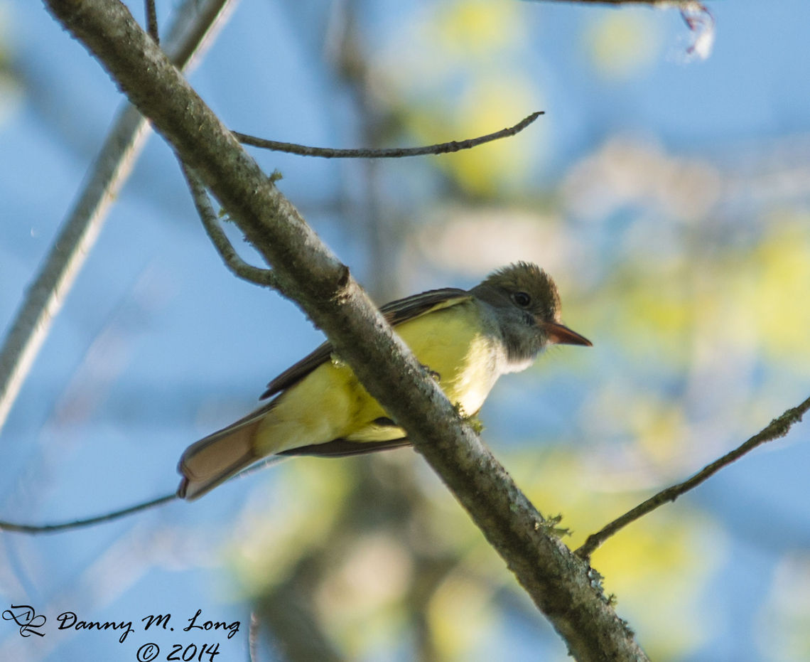 Great-crested Flycatcher  Alabama,Geotagged,United States,bird,birds,color,colorful,fauna,nature,wildlife