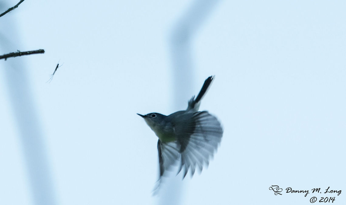Lunch!  Alabama,Blue-gray Gnatcatcher,Geotagged,Polioptila caerulea,United States,bird,birds,fauna,nature,wildlife