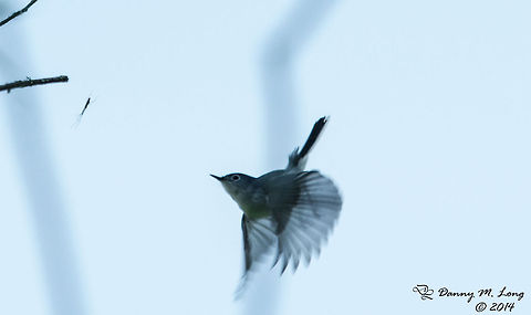 Lunch!  Alabama,Blue-gray Gnatcatcher,Geotagged,Polioptila caerulea,United States,bird,birds,fauna,nature,wildlife