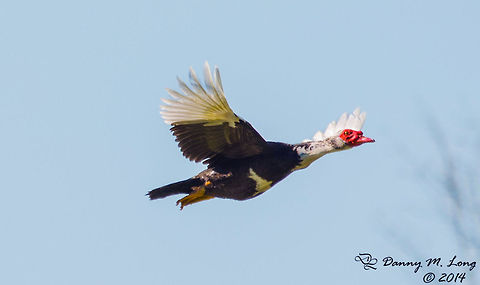 Muscovy Duck  Alabama,Cairina moschata,Geotagged,Muscovy Duck,United States,bird,birds,duck,fauna,nature,wildlife