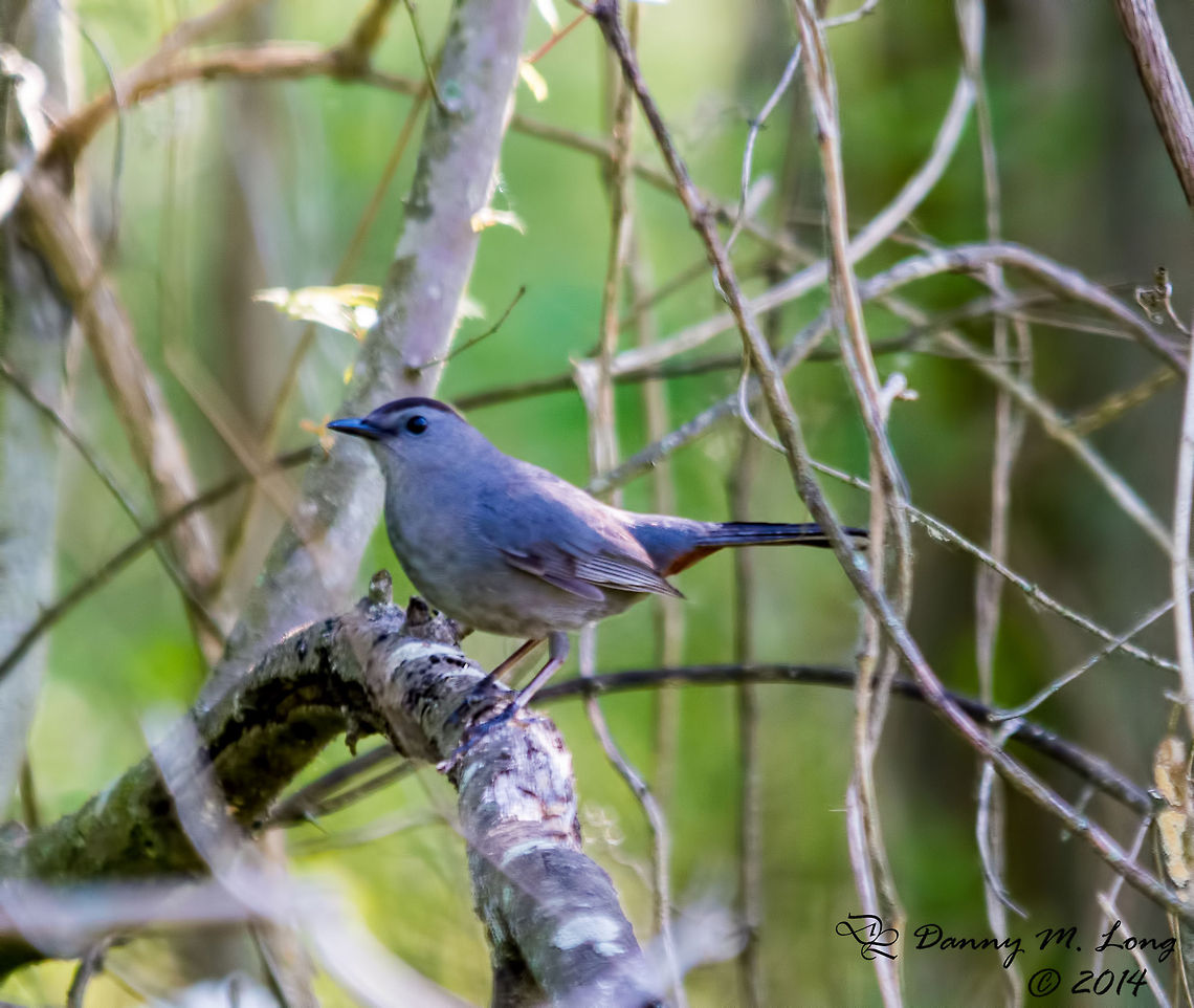 Gray Catbird  Dumetella carolinensis,Geotagged,Gray Catbird,United States