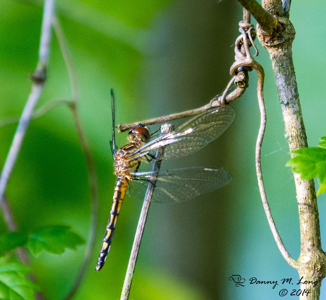 The Blue Dasher - female  Alabama,Blue Dasher,Geotagged,Pachydiplax longipennis,United States,beautiful,colorful,colors,fauna,insect,insects,macro,nature