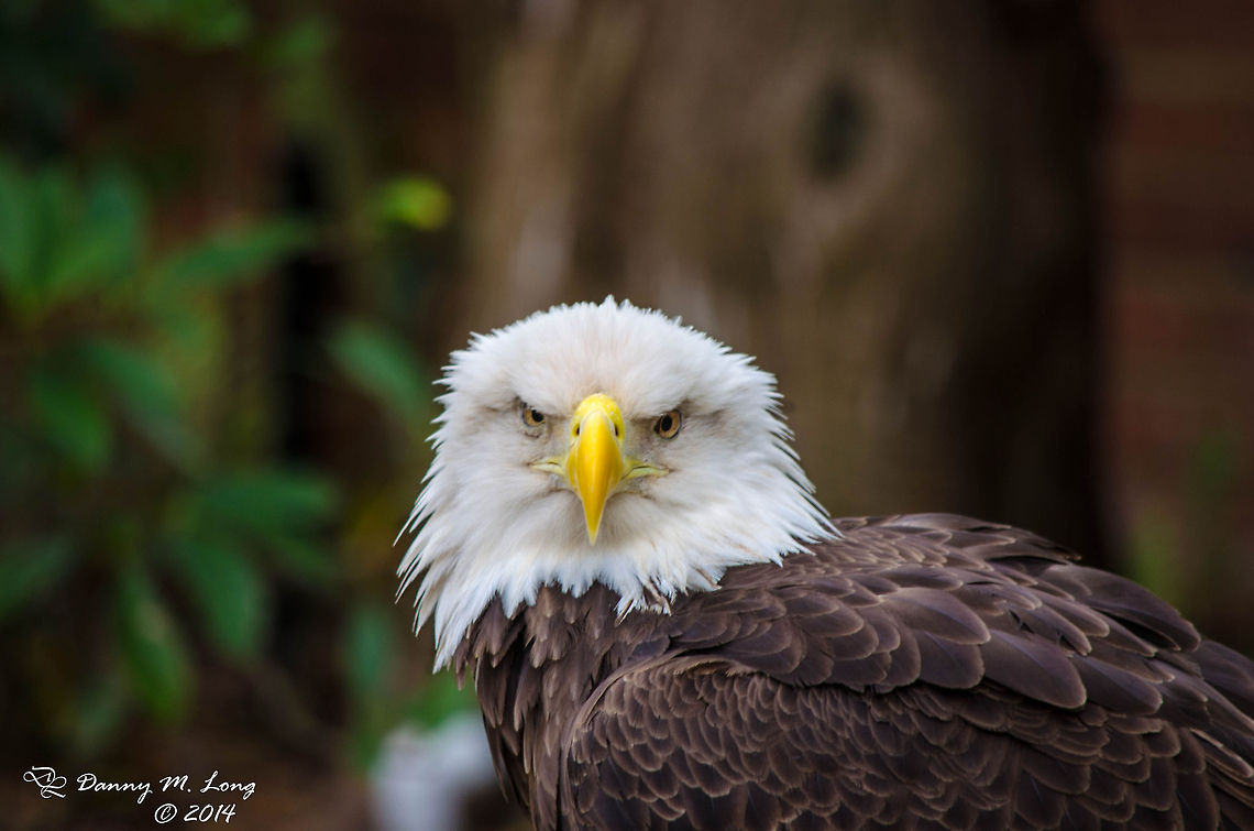 American Bald Eagle  Bald Eagle,Birds of Prey,Geotagged,Haliaeetus leucocephalus,United States,bird,birds,color,colorful,fauna,nature,wildlife