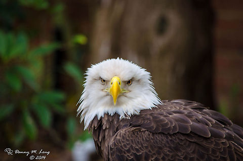American Bald Eagle  Bald Eagle,Birds of Prey,Geotagged,Haliaeetus leucocephalus,United States,bird,birds,color,colorful,fauna,nature,wildlife