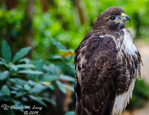 Red Tailed Hawk This ID may be off a little, there is a hybrid between the Red-tailed Hawk and the Rough legged hawk. Buteo jamaicensis,Geotagged,Red-tailed Hawk,United States,bird,birds,color,colorful,fauna,nature,wildlife