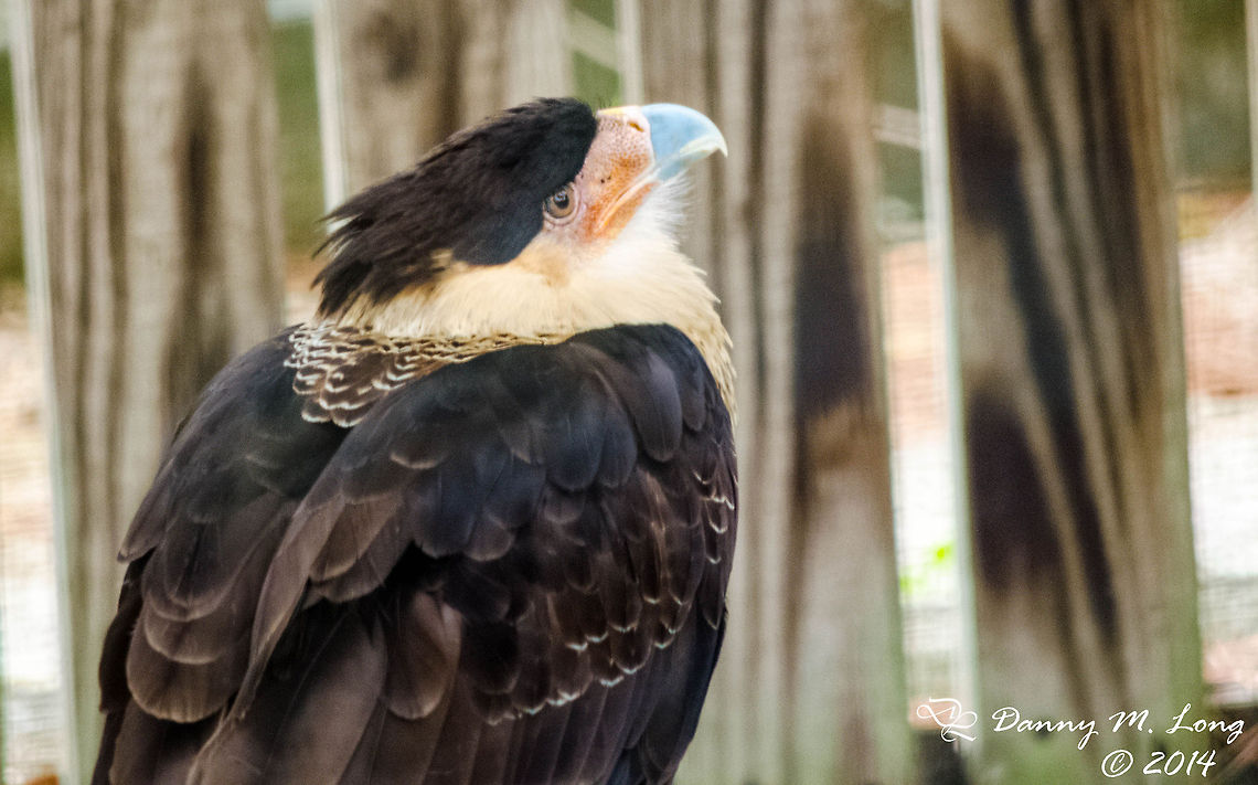 Crested Caracara Polyborus Plancus  Caracara plancus,Geotagged,Southern Crested Caracara,United States,bird,birds,color,colorful,fauna,nature,wildlife