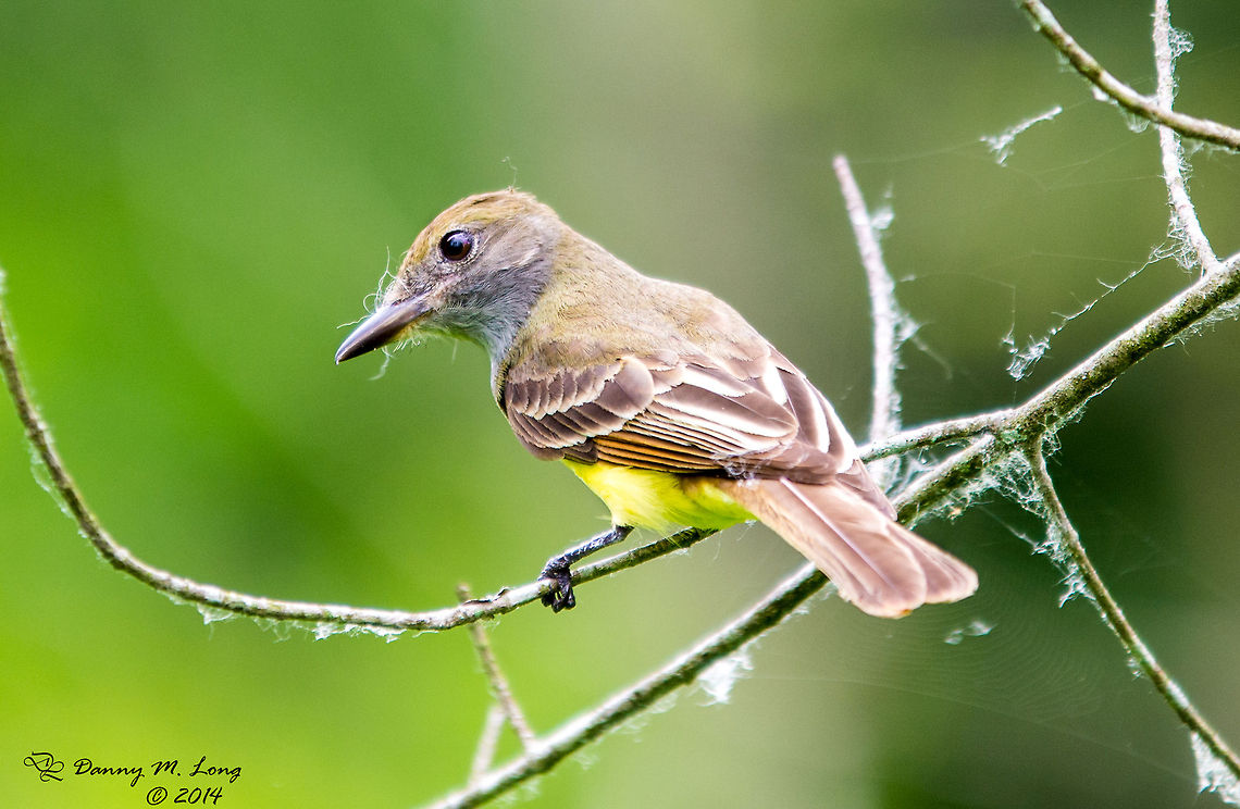 Great-crested Flycatcher I usually don&#039;t give up on a bird until I have a good portrait shot. I don&#039;t think they get much better than this in the wild. Now to just catch it in action. Alabama,Geotagged,Great Crested Flycatcher,Myiarchus crinitus,United States,bird,birds,fauna,nature,wildlife
