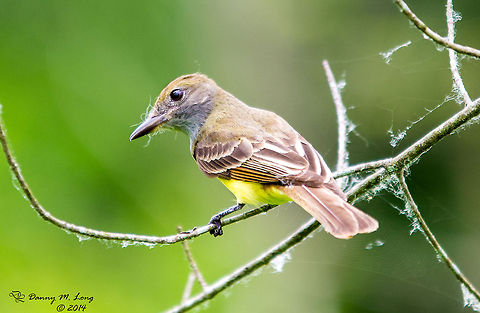 Great-crested Flycatcher I usually don't give up on a bird until I have a good portrait shot. I don't think they get much better than this in the wild. Now to just catch it in action. Alabama,Geotagged,Great Crested Flycatcher,Myiarchus crinitus,United States,bird,birds,fauna,nature,wildlife