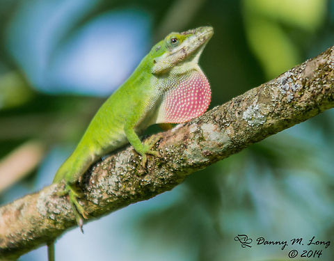 Green Anole  Anolis carolinensis,Carolina anole,Geotagged,United States