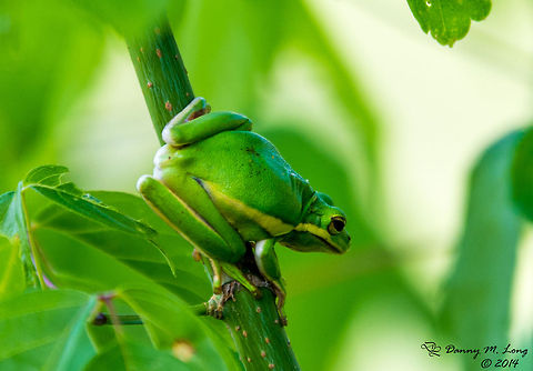 American Green Tree Frog  American green tree frog,Geotagged,Hyla cinerea,United States