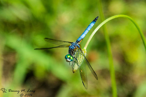 Blue Dasher - male  Alabama,Blue Dasher,Geotagged,Pachydiplax longipennis,United States,beautiful,colorful,colors,fauna,insect,insects,macro,nature