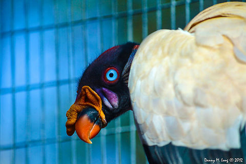 King vulture  King Vulture,Sarcoramphus papa,bird,birds,brirds of prey,color,colorful,fauna,nature,wildlife