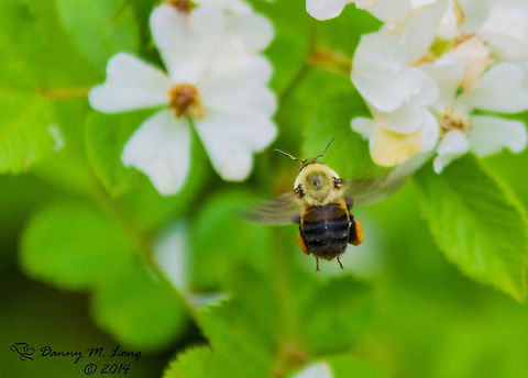 Decisions Decisions Bumble Bee [Bombus species] Alabama,Bombus griseocollis,Geotagged,United States,beautiful,colorful,colors,fauna,insect,insects,macro,nature