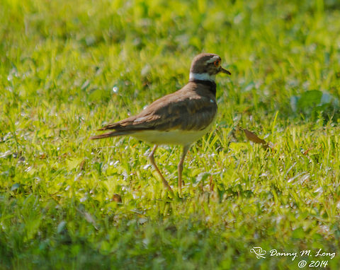 Killdeer  Alabama,Charadrius vociferus,Killdeer,bird,birds,fauna,nature,wildlife