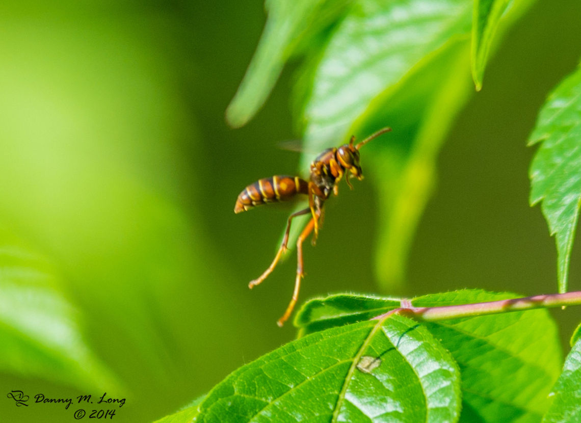 Polistes bellicosus  Polistes bellicosus