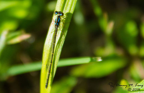 Damselfly Fragile Forktail

Ischnura posita Fragile Forktail,Ischnura posita