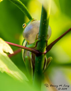 American Green Tree Frog  American green tree frog,Hyla cinerea
