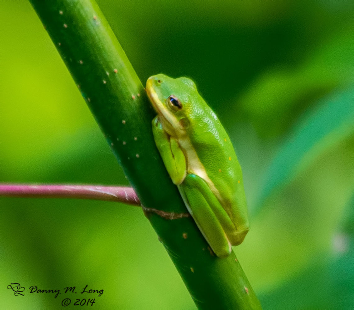 American Green Tree Frog  American green tree frog,Hyla cinerea