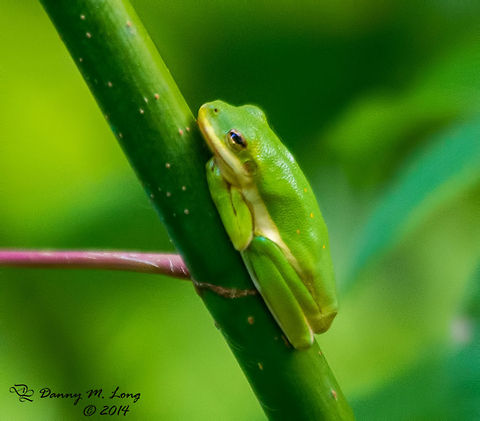 American Green Tree Frog  American green tree frog,Hyla cinerea