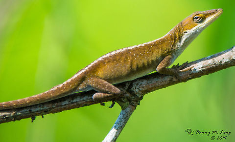 Brown Anole  Anolis carolinensis,Carolina anole
