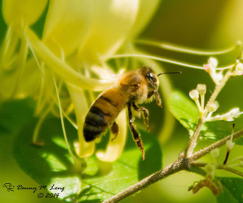 European honey bee  Apis mellifera,Western honey bee