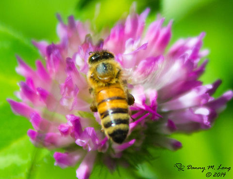 European honey bee  Apis mellifera,Western honey bee