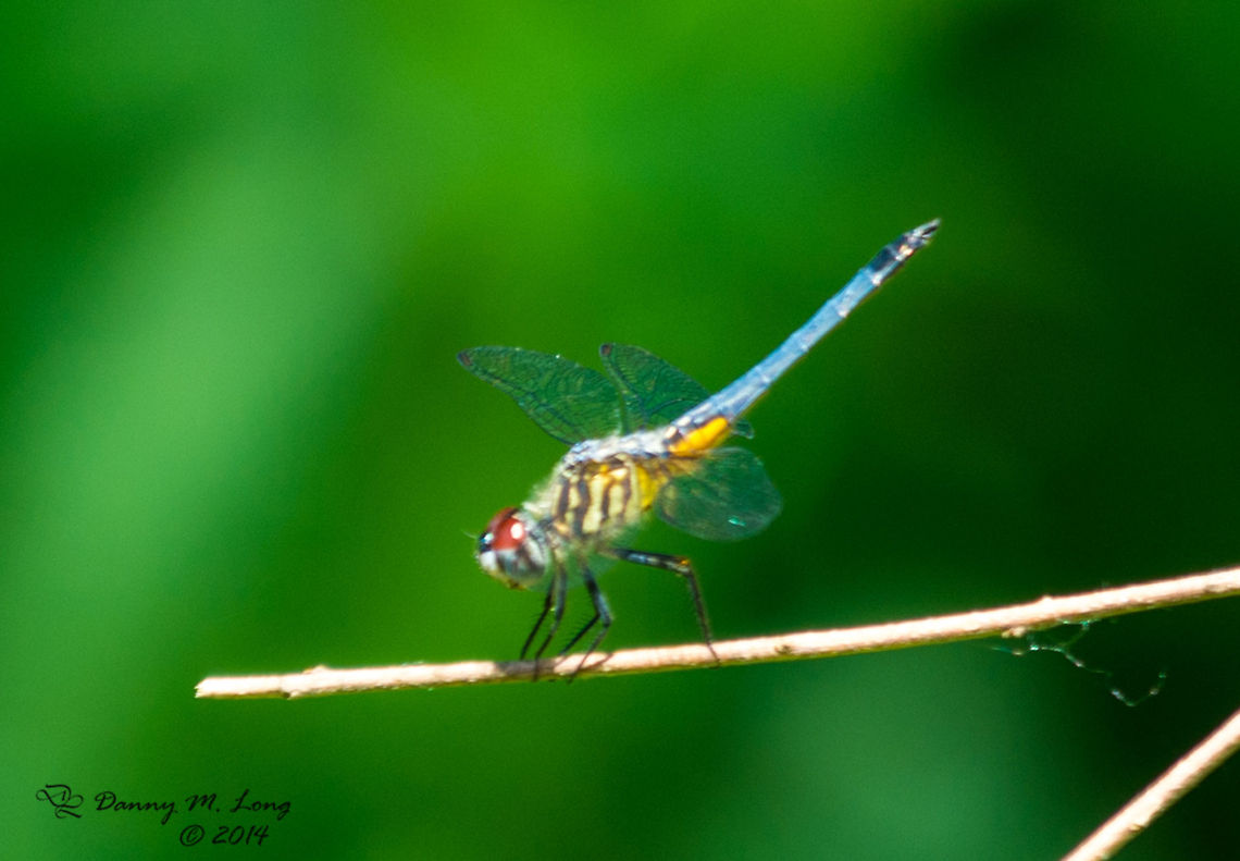 Blue Dasher - male  Blue Dasher,Pachydiplax longipennis
