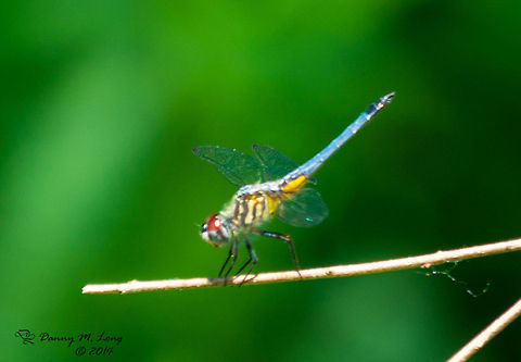 Blue Dasher - male  Blue Dasher,Pachydiplax longipennis